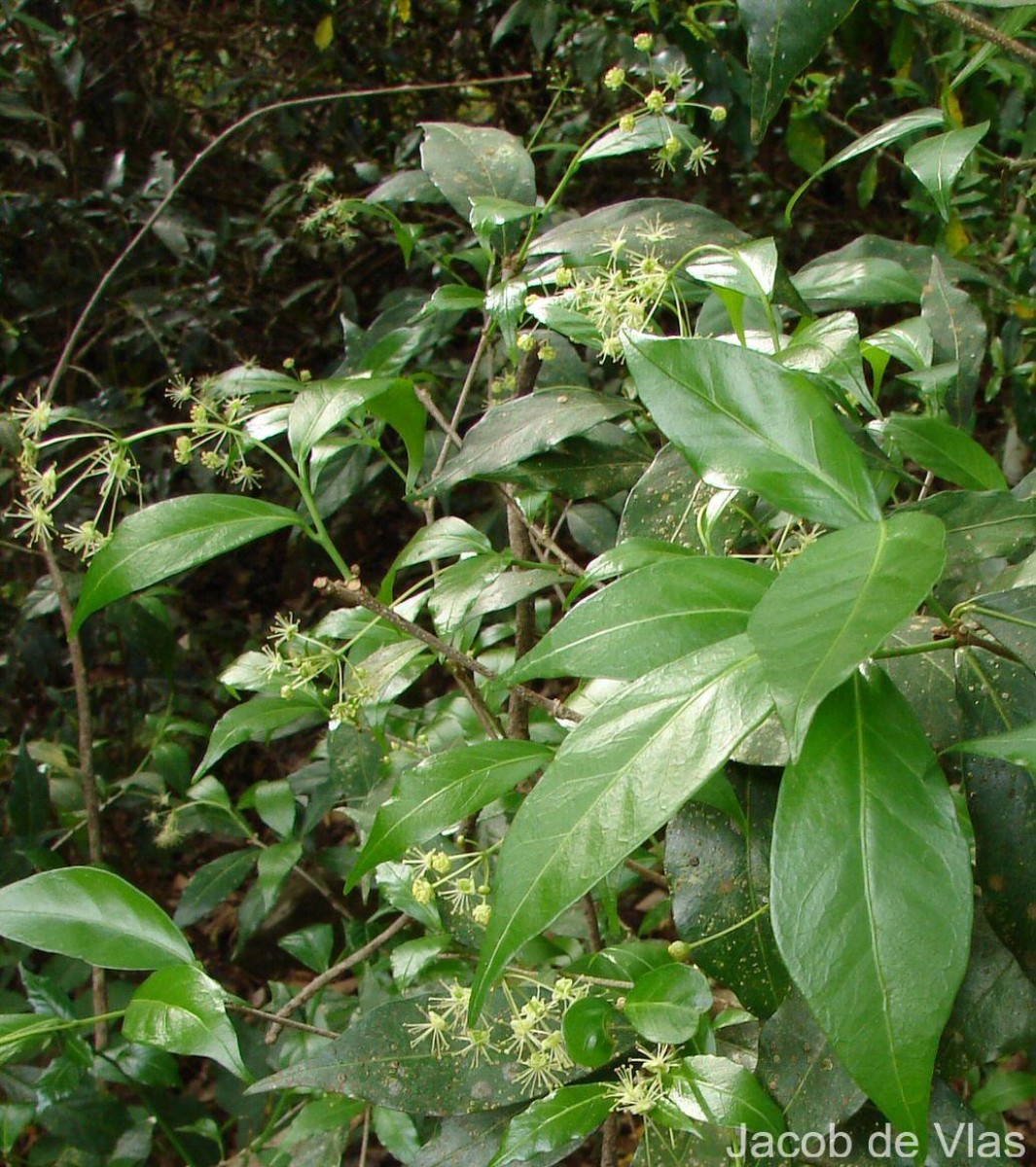 Blachia umbellata (Willd.) Baill.